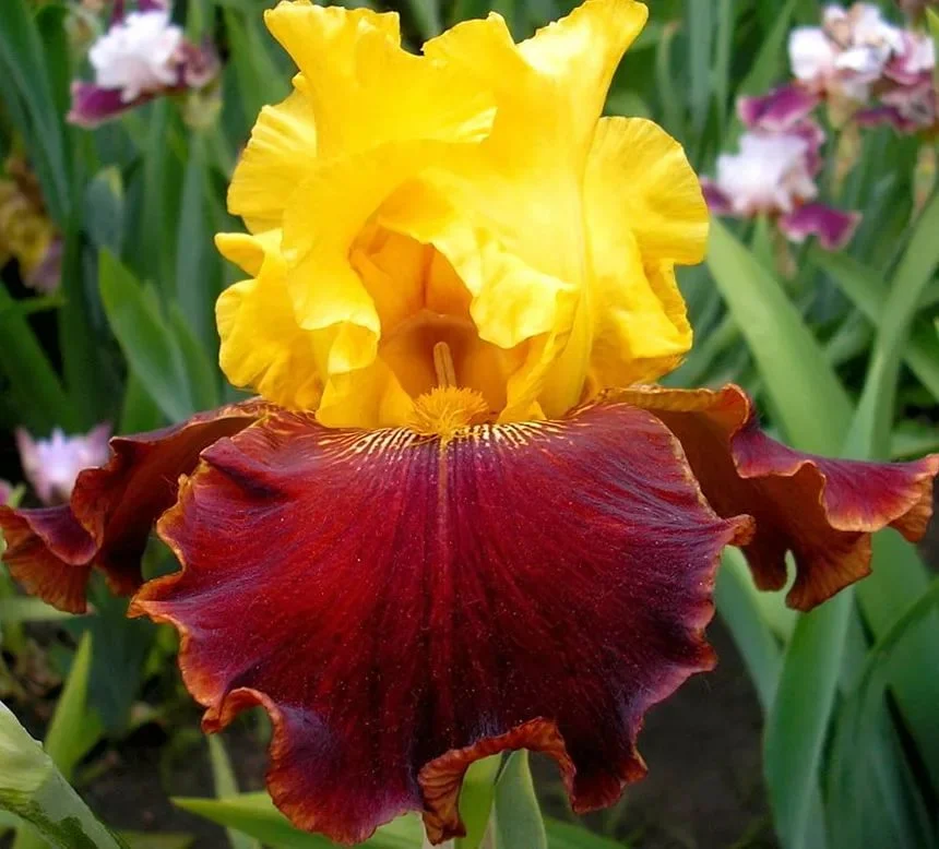 Ирис германский Andalou Ирис германский Andalou