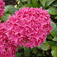 Гортензия крупнолистовая Товелит