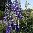 Дельфиниум (живокость) высокий Delphi's Hollands Glorie