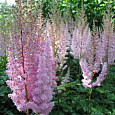 Астильба китайская Розенкертц