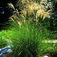 Мискантус китайский Грациелла