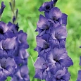 Гладиолус Blue Isle