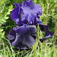 Ирис германский Tuxedo