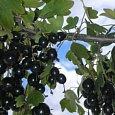 Смородина золотистая Левушка