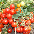 Томат Пиноккио