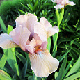 Ирис карликовый Pink
