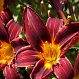 Лилейник Black Prince