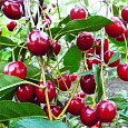 Вишня Уральская рубиновая