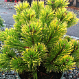 Сосна горная Карстенс Винтерголд