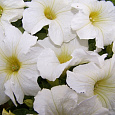 Петуния грандифлора Дримс Вайт