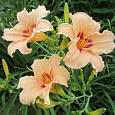 Лилейник гибридный Lynn Hall
