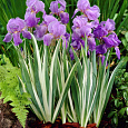 Ирис бледный Вариегата Ирис бледный Вариегата