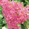 Гортензия метельчатая Mega Mindy