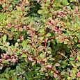 Барбарис Тунберга Natasza