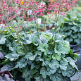 Гейхера Peppermint Spice