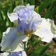 Ирис германский Hers