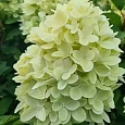 Гортензия метельчатая  Panorama