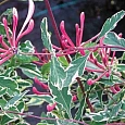Жимолость Гекрота Variegata