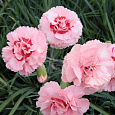 Гвоздика перистая Doris