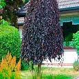Береза повислая Purpurea