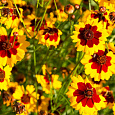 Кореопсис красильный	Шарман