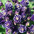 Аквилегия обыкновенная Винки Блу-Вайт