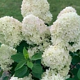 Гортензия метельчатая  Panorama