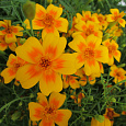 Бархатцы тонколистные Золотой самоцвет