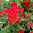 Калибрахоа Cabaret Scarlet
