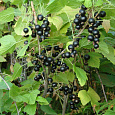 Смородина черная Валовая