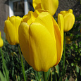 Тюльпан Йеллоу Эмпресс