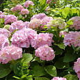 Гортензия крупнолистовая Ю энд ми лав