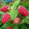 Малина ремонтантная Рубиновое Ожерелье