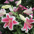 Лилия ЛОО-гибрид Пинк Бриллиант Лилия ЛОО-гибрид Пинк Бриллиант