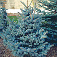 Ель голубая Oldenburg