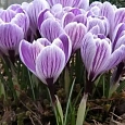 Крокус крупноцветковый Pickwick