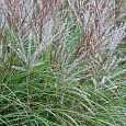 Мискантус китайский Кляйн Зильбешпине