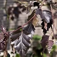 Береза повислая Purpurea