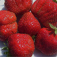Земляника садовая Эльвира