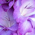 Гладиолус Blue Isle