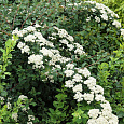 Спирея ниппонская Вайт Карпет Спирея ниппонская Вайт Карпет