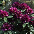 Рододендрон гибридный Поларнахт
