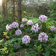 Рододендрон гибридный Гумбольд