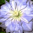 Клематис Diamond Ball