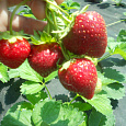 Земляника садовая Анабель
