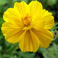 Космея Солнечная желтая