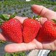 Земляника садовая Монтерей Земляника садовая Монтерей