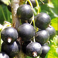 Смородина черная Ленинградский великан