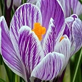 Крокус крупноцветковый Pickwick