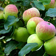 Яблоня Карликовая Павлуша